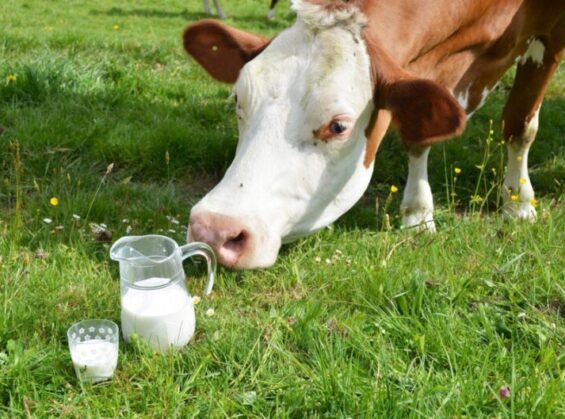 Le lait bio à la reconquête de son public