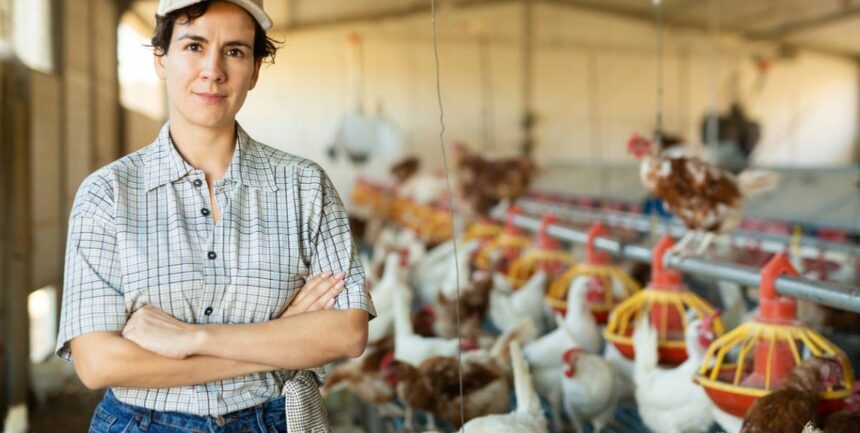 alimentation-volaille