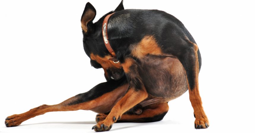 Quelles croquettes donner à un chien qui se gratte ?