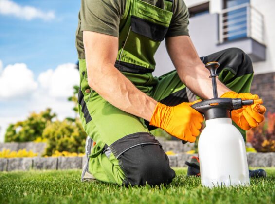 Désherbant sélectif pour gazon interdit : pourquoi?