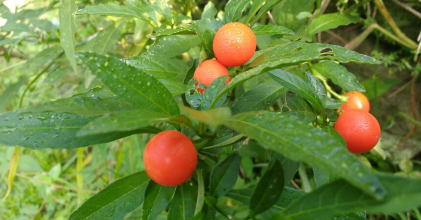 Le pommier d&rsquo;amour : toxique pour le chat et le chien