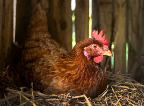 Prix des poules pondeuses