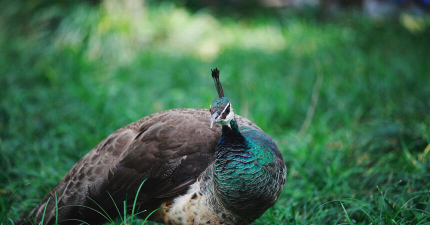 Photo d’une femelle paon