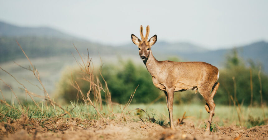 Quelle est la femelle du daim