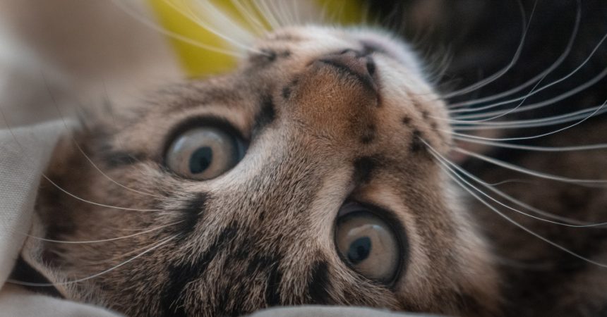 Pourquoi les chats aiment la javel