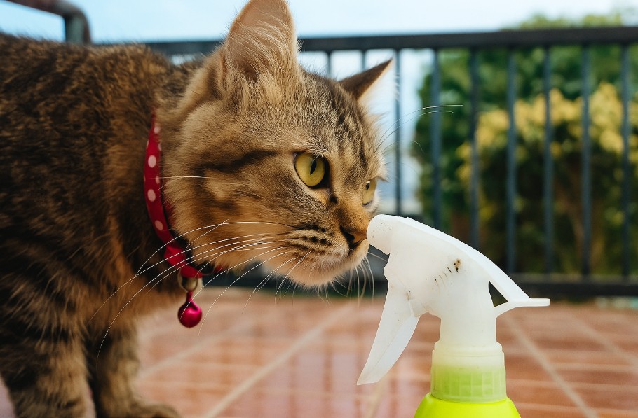 chats attiré par la javel