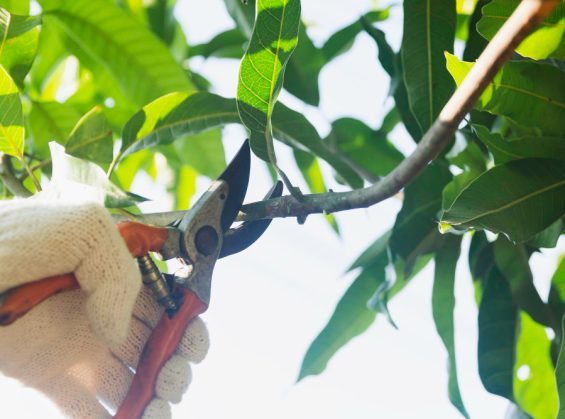 Comment tailler correctement un Pachira