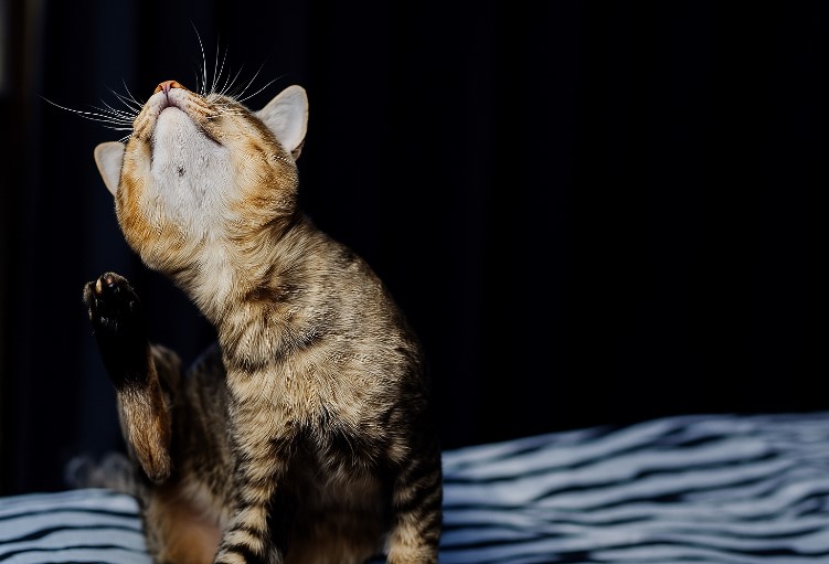 chaton avec des puces