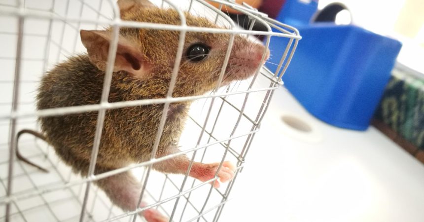 Tout connaître sur l’utilisation des raticides : définition, usages, efficacité, risques et réglementation