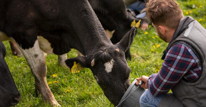 L&rsquo;agriculture biologique dans le lait : vers une production plus respectueuse