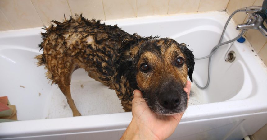 Pourquoi utiliser un pulseur chien après le bain ? Guide complet pour un séchage efficace