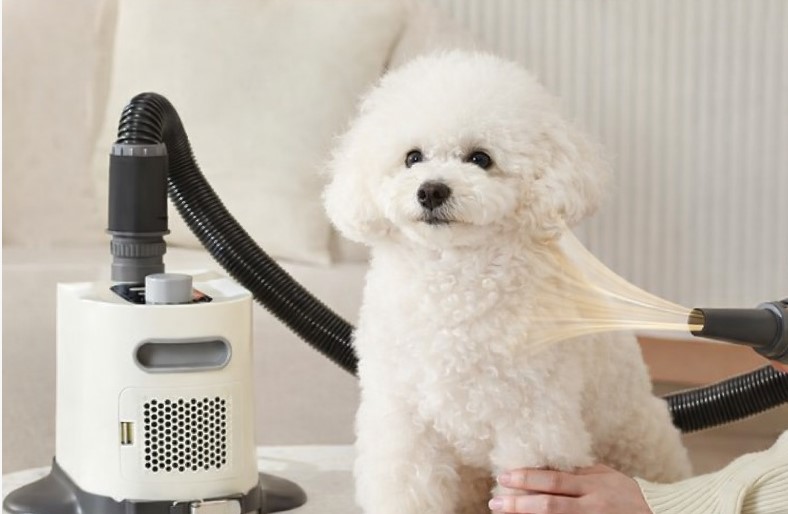 utiliser un pulseur chien après le bain