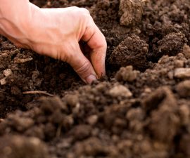 Quand planter les carottes quels mois choisir pour réussir ses semis