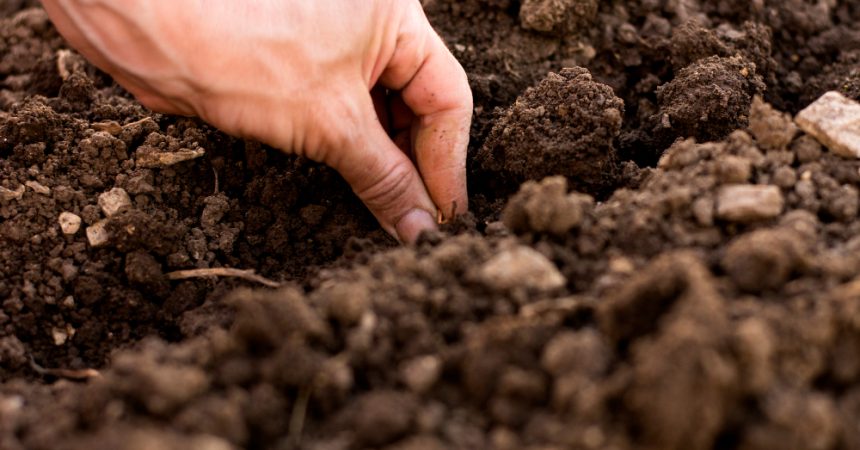 Quand planter les carottes quels mois choisir pour réussir ses semis
