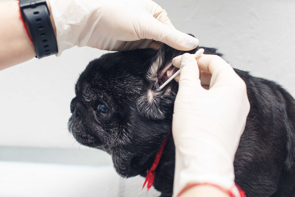 nettoyer les oreilles d’un chien