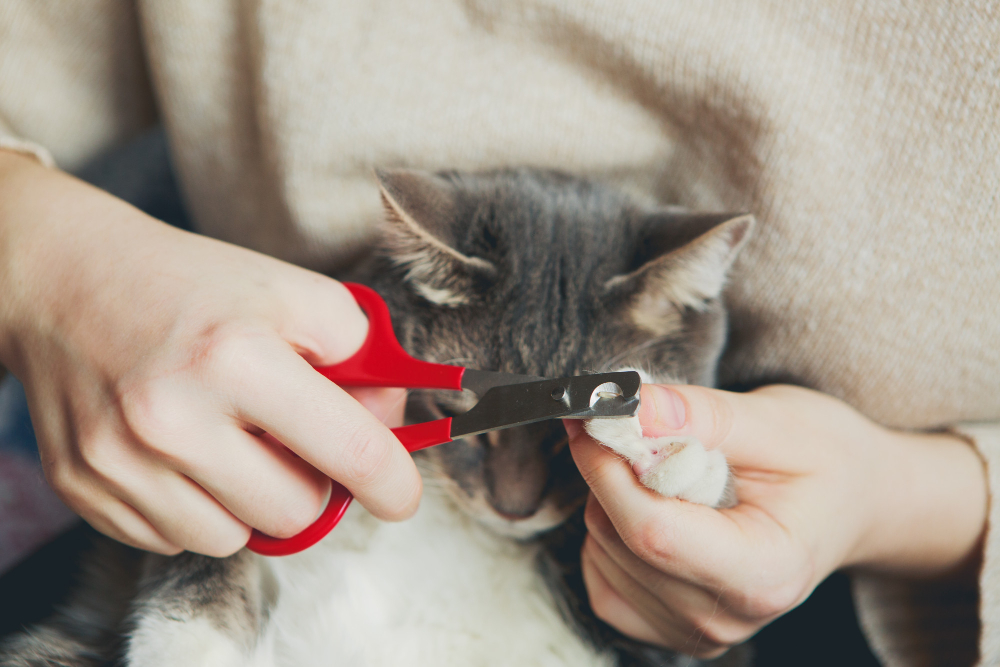 couper les griffes d’un chat