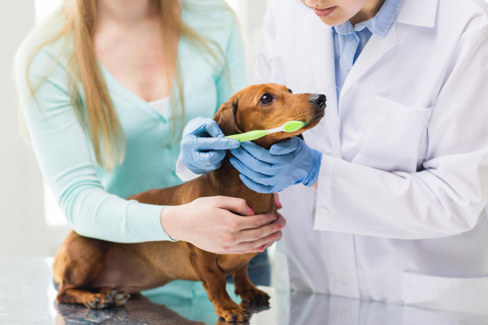brosser les dents de son chien