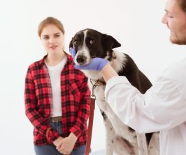 Peut-on donner vermifuge et antipuce en même temps à un chien ?