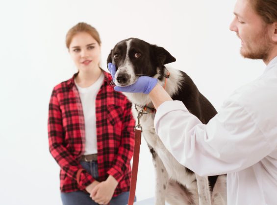 Peut-on donner vermifuge et antipuce en même temps à un chien ?