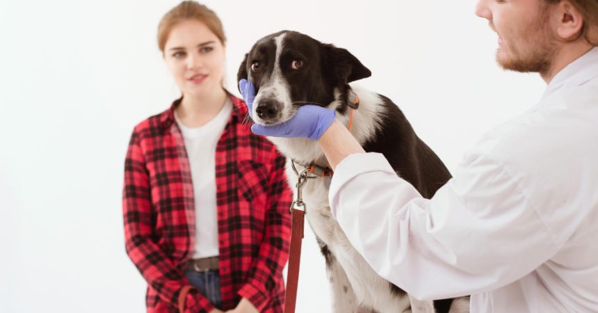 Peut-on donner vermifuge et antipuce en même temps à un chien ?