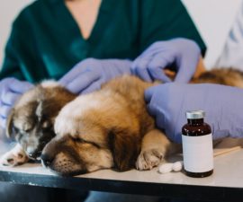 Peut-on donner vermifuge et antiparasitaire chien en même temps?