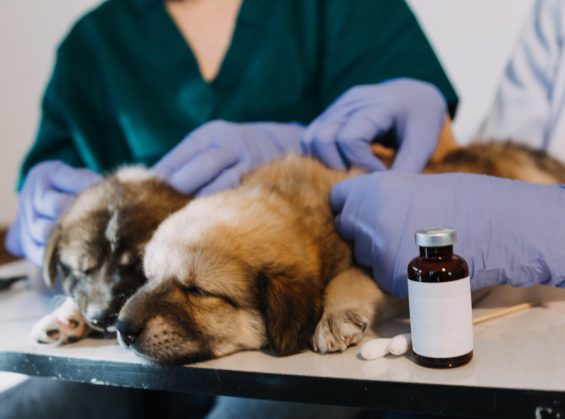 Peut-on donner vermifuge et antiparasitaire chien en même temps?