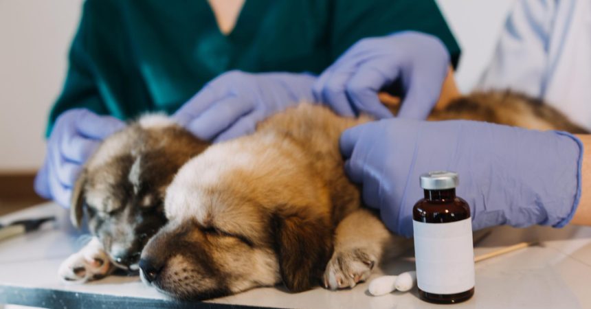 Peut-on donner vermifuge et antiparasitaire chien en même temps?