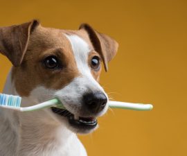 Avec quoi brosser les dents de son chien ?