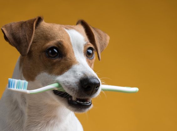 Avec quoi brosser les dents de son chien ?