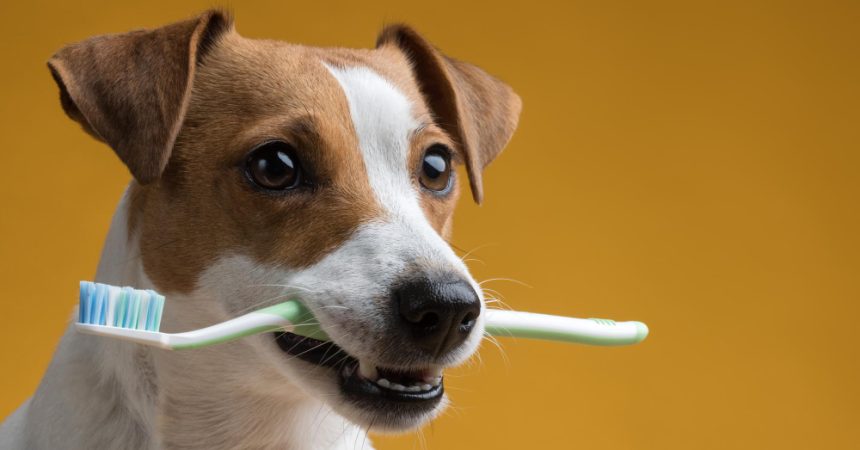 Avec quoi brosser les dents de son chien ?