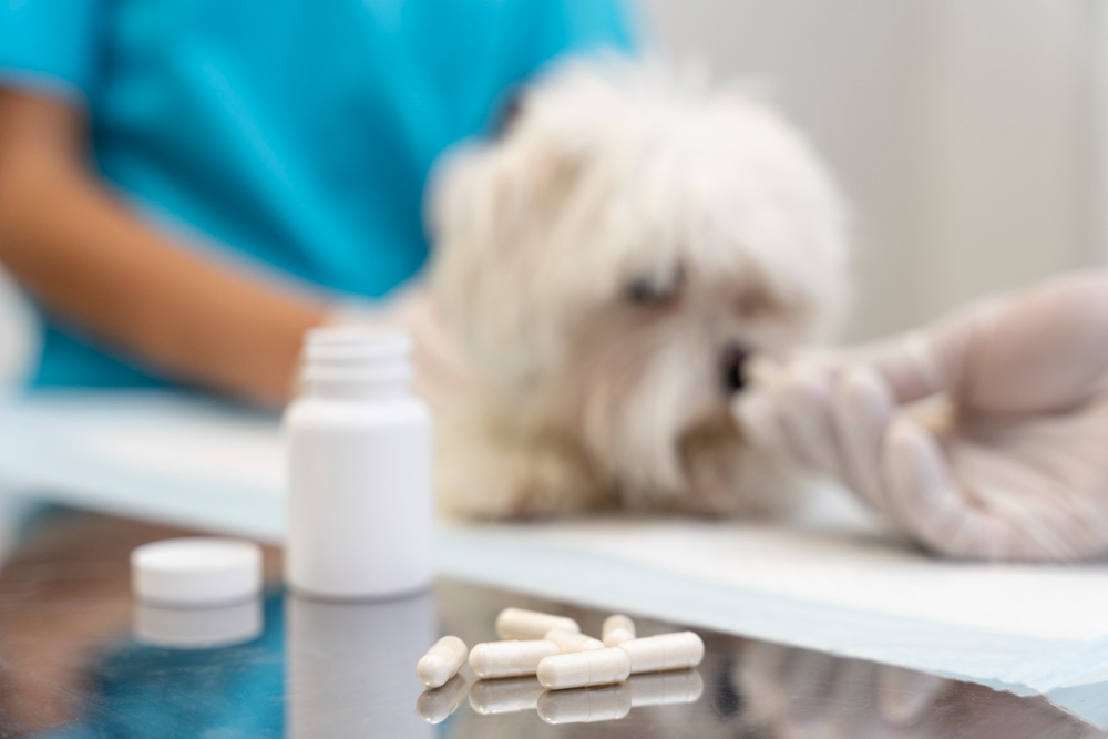vermifuger un chien