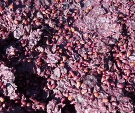 Réutilisation du marc de raisin : multiples usages d&rsquo;un coproduit de la vinification