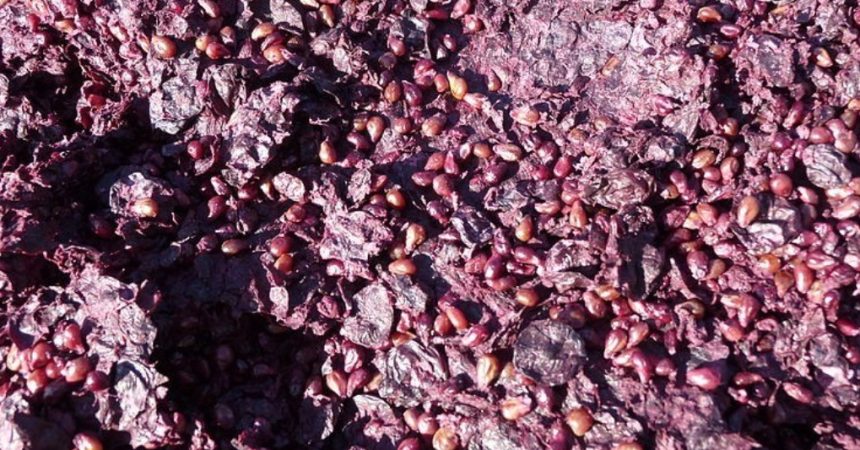 Réutilisation du marc de raisin : multiples usages d&rsquo;un coproduit de la vinification