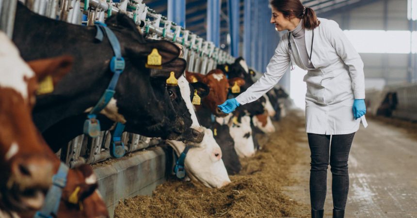 Vétérinaires ruraux et équins : ces outils numériques qui changent leur quotidien sur le terrain