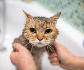 Avec quoi peut-on laver un chat
