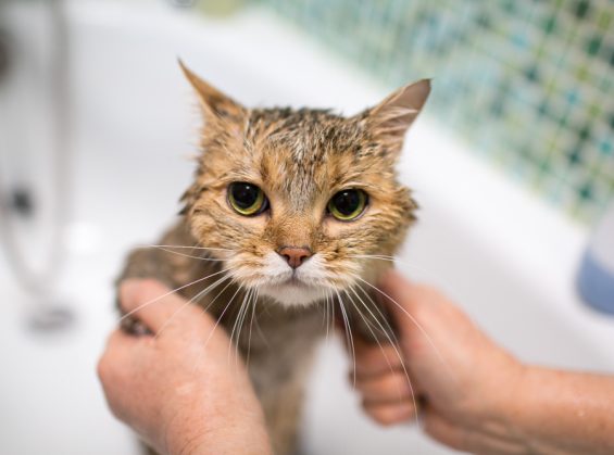 Avec quoi peut-on laver un chat