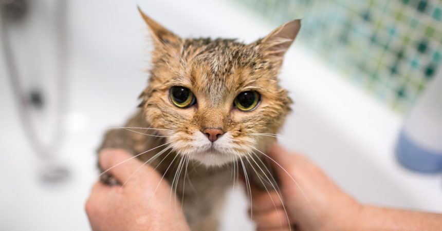 Avec quoi peut-on laver un chat