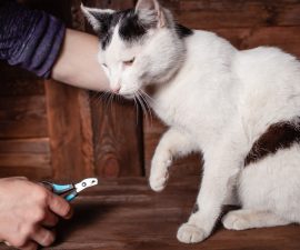 Avec quoi couper les griffes d’un chat ?