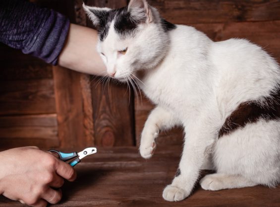 Avec quoi couper les griffes d’un chat ?