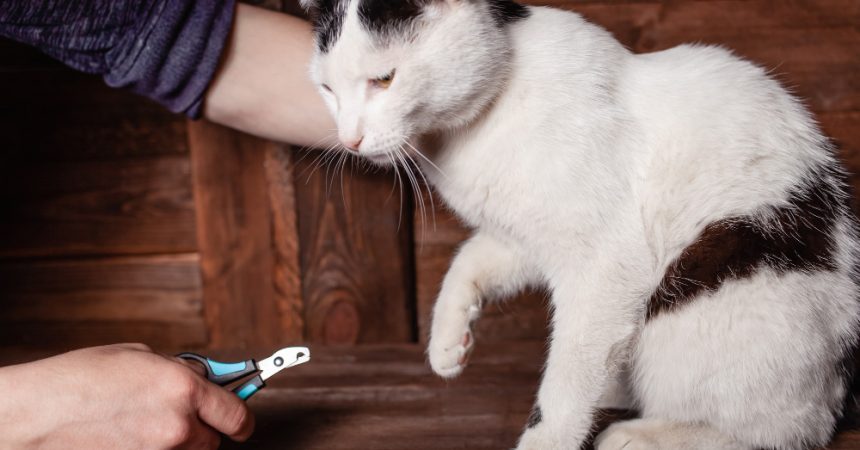 Avec quoi couper les griffes d’un chat ?