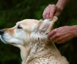 Avec quoi nettoyer les oreilles d’un chien ?