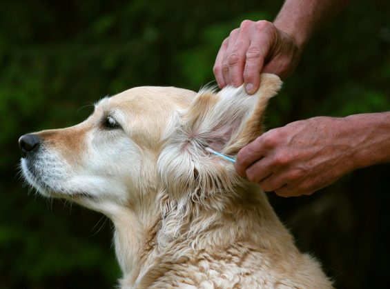 Avec quoi nettoyer les oreilles d’un chien ?