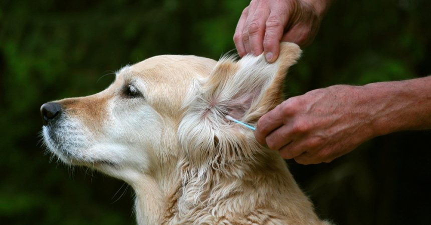 Avec quoi nettoyer les oreilles d’un chien ?