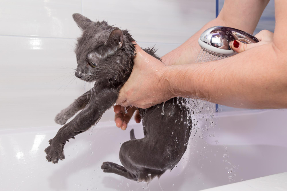 laver un chat