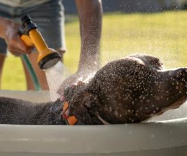 Avec quoi laver son chien ?