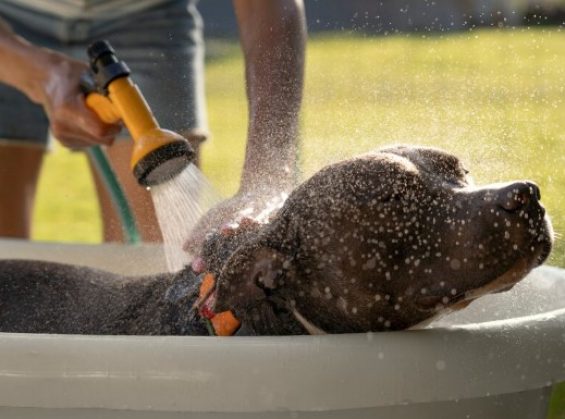 Avec quoi laver son chien ?