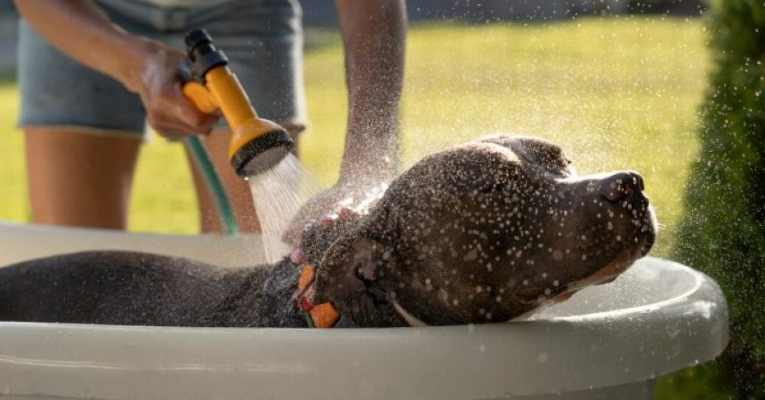 Avec quoi laver son chien ?