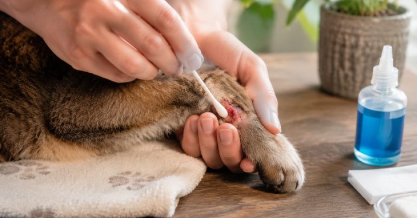 Avec quoi désinfecter une plaie sur un chat