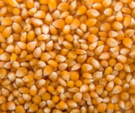 Nouvelles variétés de maïs grain 2026 : quelles innovations pour vos semis ?