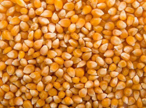 Nouvelles variétés de maïs grain 2026 : quelles innovations pour vos semis ?